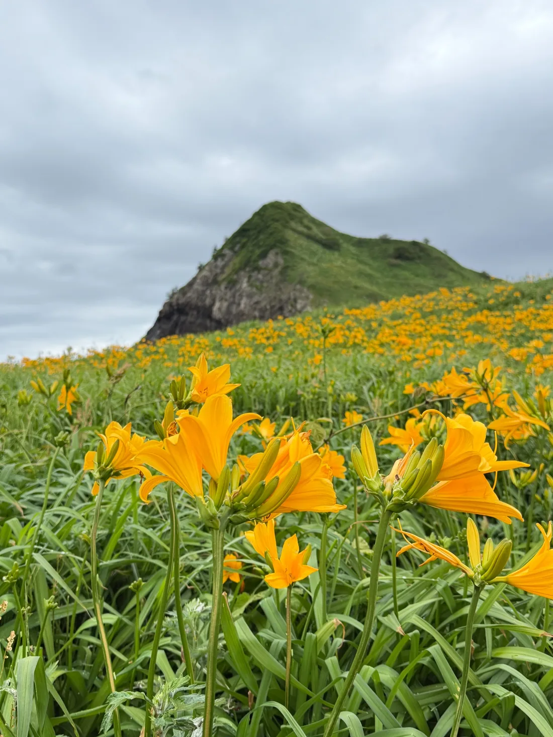 佐渡の山と花が広がる自然景観